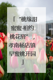 “桃缘甜蜜蜜·相约桃花驿”，孝南杨店镇早蜜桃开园