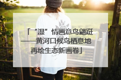 “湿”情画意鸟翩跹——黄河口候鸟栖息地再绘生态新画卷