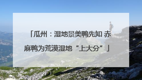 瓜州：湿地景美鸭先知 赤麻鸭为荒漠湿地“上大分”