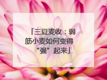 三夏麦收：弱筋小麦如何变得“强”起来