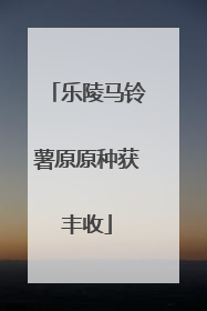 乐陵马铃薯原原种获丰收