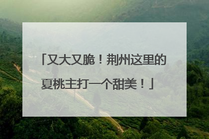 又大又脆！荆州这里的夏桃主打一个甜美！