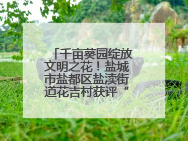 千亩葵园绽放文明之花！盐城市盐都区盐渎街道花吉村获评“全国文明村”