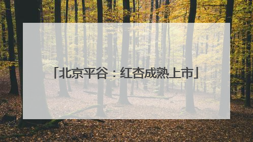 北京平谷：红杏成熟上市