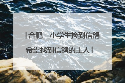 合肥一小学生捡到信鸽 希望找到信鸽的主人