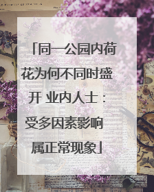 同一公园内荷花为何不同时盛开 业内人士：受多因素影响 属正常现象