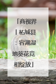 商视界丨柘城县：容湖湿地葵花竞相绽放