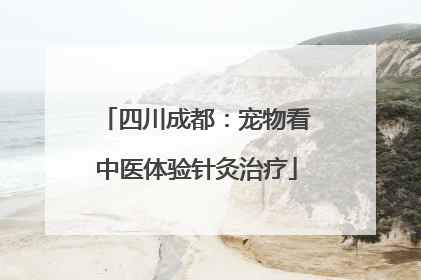 四川成都：宠物看中医体验针灸治疗