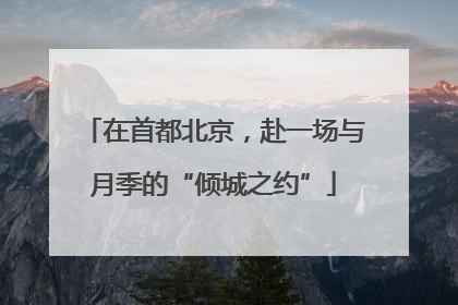 在首都北京，赴一场与月季的“倾城之约”