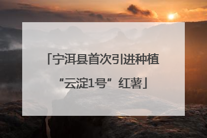 宁洱县首次引进种植“云淀1号”红薯