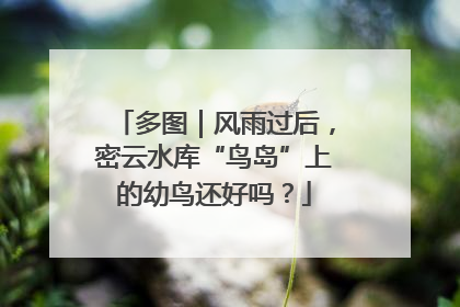 多图｜风雨过后，密云水库“鸟岛”上的幼鸟还好吗？