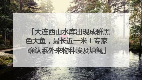 大连西山水库出现成群黑色大鱼，最长近一米！专家确认系外来物种埃及塘鲺