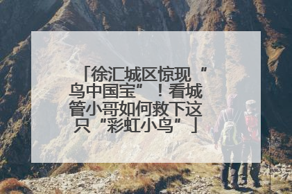 徐汇城区惊现“鸟中国宝”！看城管小哥如何救下这只“彩虹小鸟”