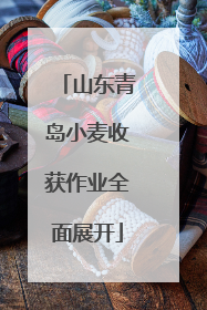 山东青岛小麦收获作业全面展开