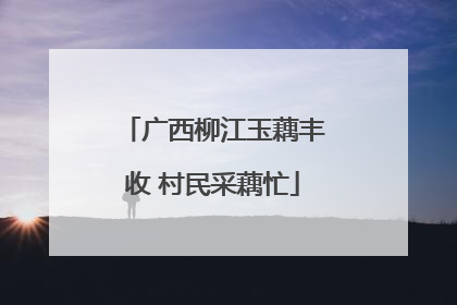 广西柳江玉藕丰收 村民采藕忙