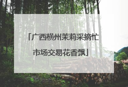 广西横州茉莉采摘忙 市场交易花香飘