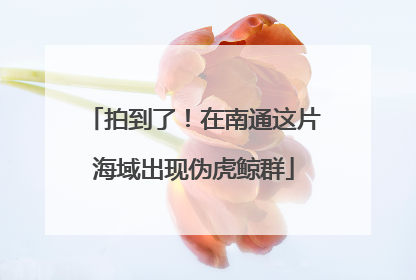 拍到了！在南通这片海域出现伪虎鲸群