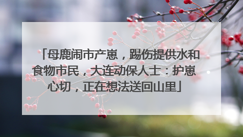 母鹿闹市产崽，踢伤提供水和食物市民，大连动保人士：护崽心切，正在想法送回山里