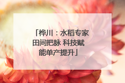 桦川：水稻专家田间把脉 科技赋能单产提升