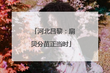 河北昌黎：扇贝分苗正当时