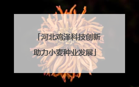 河北鸡泽科技创新助力小麦种业发展