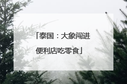 泰国：大象闯进便利店吃零食