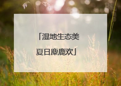 湿地生态美 夏日麋鹿欢