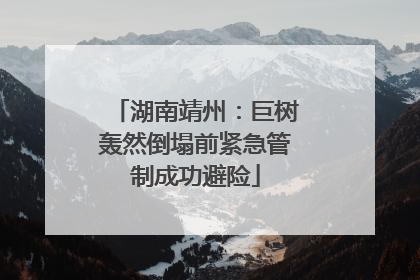 湖南靖州：巨树轰然倒塌前紧急管制成功避险