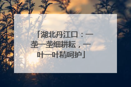 湖北丹江口：一垄一垄细耕耘，一叶一叶精呵护