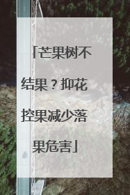 芒果树不结果？抑花控果减少落果危害