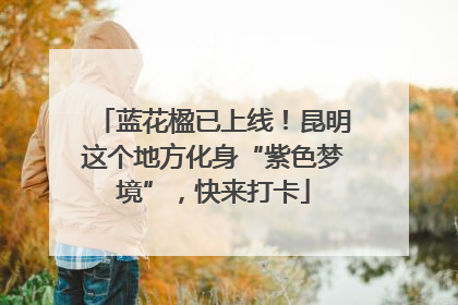蓝花楹已上线！昆明这个地方化身“紫色梦境”，快来打卡