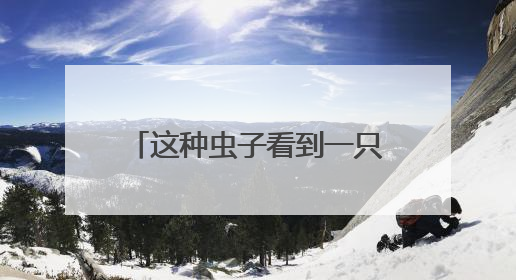 这种虫子看到一只，家里很可能已有一万只（不是蟑螂）