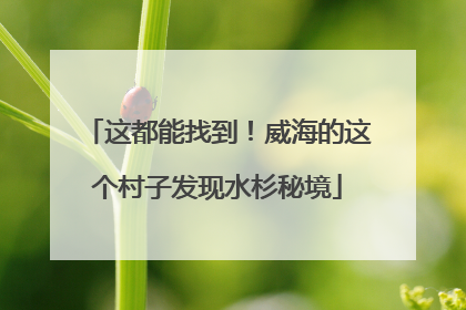 这都能找到！威海的这个村子发现水杉秘境