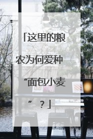 这里的粮农为何爱种“面包小麦”？