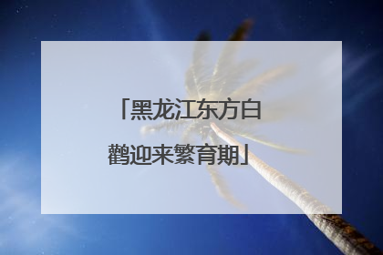 黑龙江东方白鹳迎来繁育期